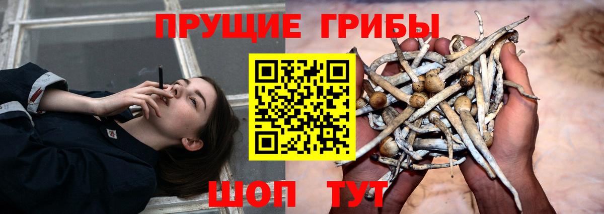 Псилоцибиновые грибы Psilocybe Бор